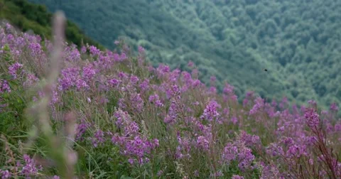 Blooming Purple Fireweed Stems and Flowers Swinging in the Wind Against the Stockbeeldmateriaal 67417441