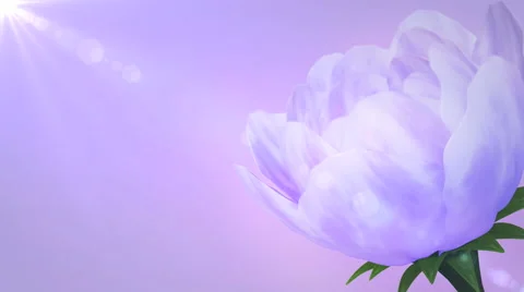 Blooming purple flower Stock Footage 41839966