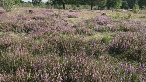 Blooming purple Heath Video stock 269039745