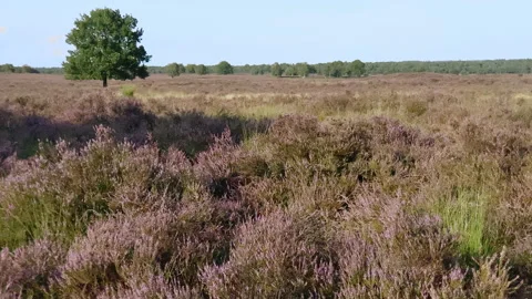 Blooming purple heather Stock Footage 209152575