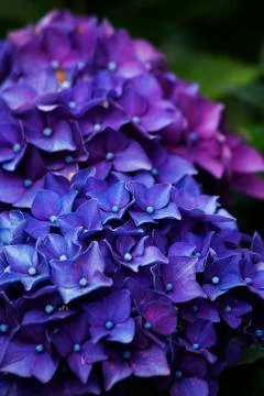 Blooming purple hydrangea Фото