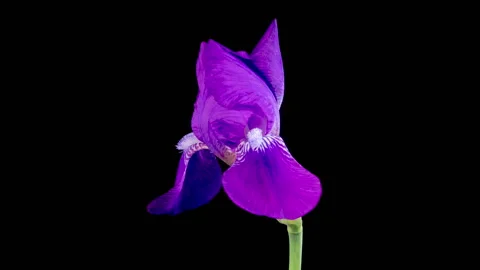 Blooming Purple Iris Flower Stock Footage 241425957