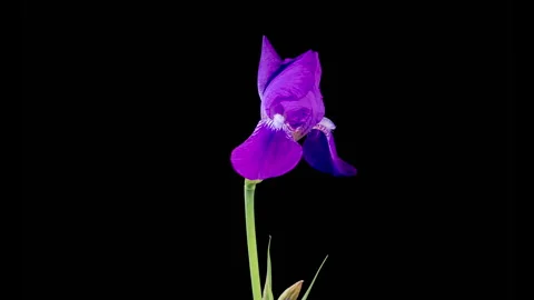 Blooming Purple Iris Flower Stock Footage 242427510