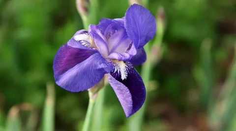 Blooming Purple Iris Stock-Footage 56657962