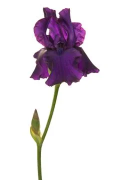 Blooming purple Iris with stem isolated on a white background Stock Photos