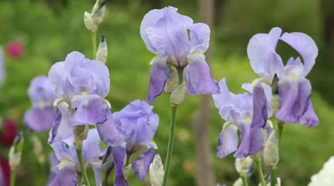 Blooming purple irises Video stock 38035457