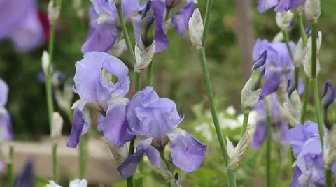 Blooming purple irises Stock Footage 38114402
