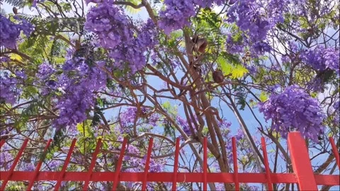 Blooming Purple Jacaranda Tree Behind Red Fence, Adeje Tenerife 4K Video stock 335772024