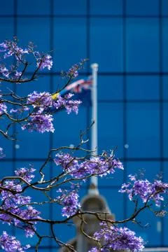 Blooming purple Jacaranda tree at St Geourges Terrace in Perth Western Austra Stock Photos