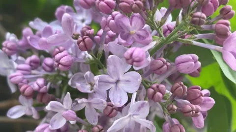 Blooming Purple Lilac Flowers Pullback Shot in Soft Light Vídeos de archivo 333033076