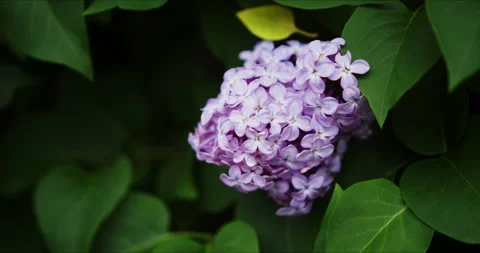 Blooming purple lilac Stock Footage 132333889