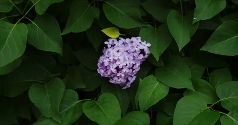 Blooming purple lilac 스톡 동영상 132343698