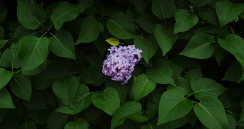 Blooming purple lilac Video stock 132343850