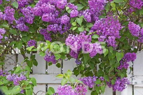 Blooming purple lilac Stock Photos