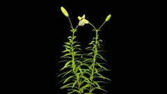 Time Lapse Of Growing Blooming Cosmos Fl Stock Video Pond5