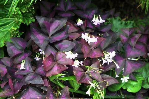 Blooming purple oxalis triangularis, aka false shamrock Stock Photos