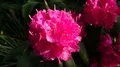 Blooming purple pink rhododendron flowers close up pan 4k or 4k+ Resolution