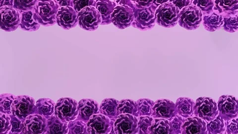 Blooming purple roses 4k loop animation. Stock Footage 266209011