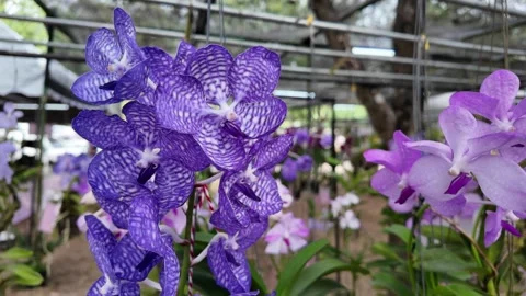 Blooming purple vanda orchid on tree. Vidéo 293660139