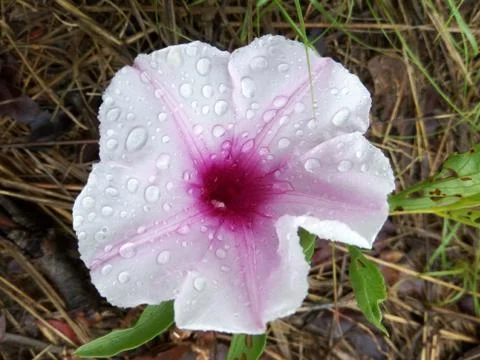 A Blooming purplish whitish flower in rain. Stock Photos