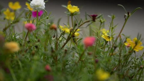 Blooming of  Purslane on the footpath . Stock Footage 160490459