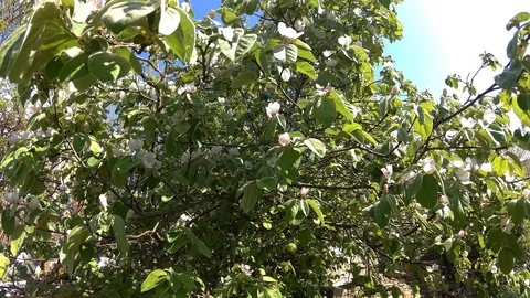 Blooming Quince Stock Footage 109533794