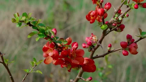 Blooming quince Stock Footage 308746360