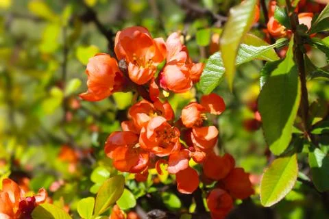 Blooming quince Stock Photos