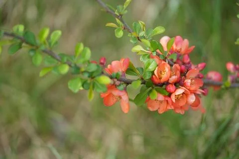 Blooming quince Fotos Stock