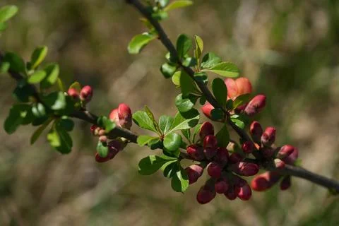 Blooming quince 写真素材