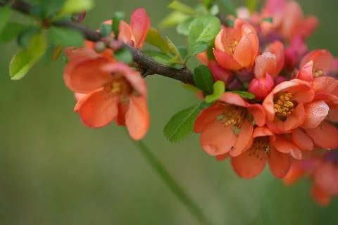 Blooming quince 库存照片