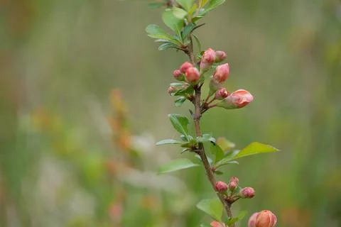 Blooming quince Stockfoto's