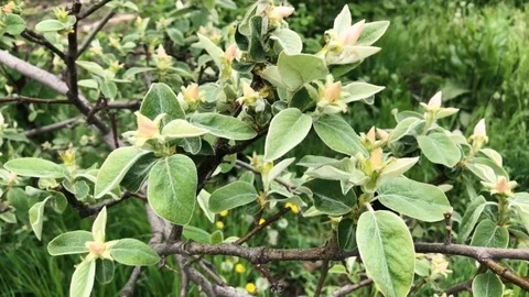 Blooming quince in spring Stock Footage 108336503