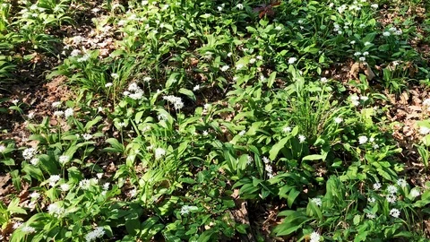 Blooming ramsons on forest floor (2K) 库存影片 89504915