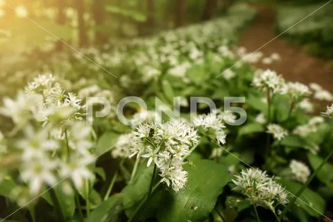 Blooming ransom meadow in forest - natural wild garlic in bright sunny light Stock Photos