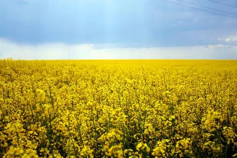 Blooming rape against the sky. Stock Photos