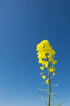 Blooming rape canola Stock Photos