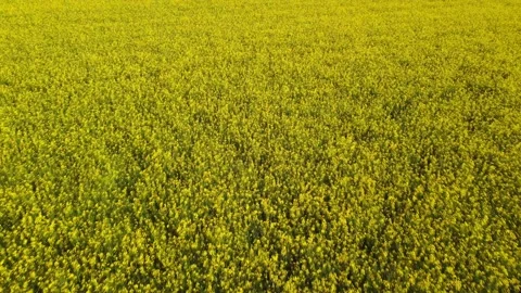 Blooming rape field, Bavaria, Germany Stock-Footage 155394350