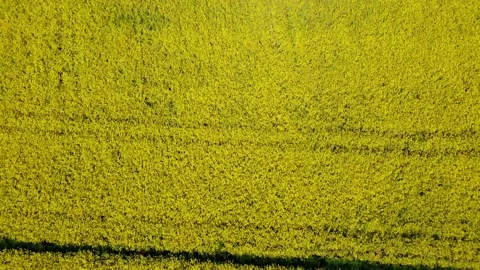 Blooming rape field, Bavaria, Germany Video stock 155479686