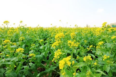 Blooming rape flowers in the fields, North China 스톡 사진