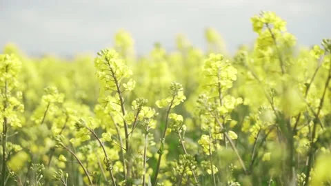 Blooming rape flowers moving in the wind on a sunny day in spring Video stock 235153394