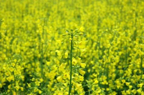 Blooming rape Stock Photos