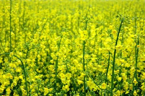 Blooming rape Stock Photos