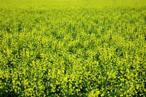 Blooming rape Stock Photos