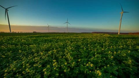 Blooming rape seed field with windmills in sunset light in 4k timelapse. Stock Footage 164201345