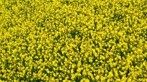 A blooming rapeseed field from above Stock-Footage 154657631