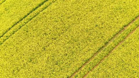 A blooming rapeseed field from above 動画素材 154657810