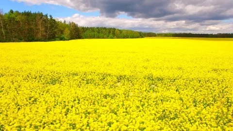 Blooming rapeseed field. Stock Footage 111670848