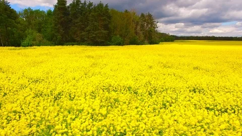 Blooming rapeseed field. Stock Footage 111671040