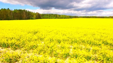 Blooming rapeseed field. Stock Footage 111671636